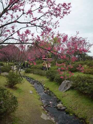 陽明公園櫻花溪流區，溪水潺潺映照粉紅花影(拍攝日期114年2月6日)(圖片來源：臺北市政府工務局公園路燈工程管理處)