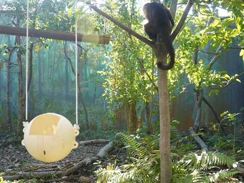 白面捲尾猴的活動場有浮球鞦韆(圖片來源：臺北市立動物園)