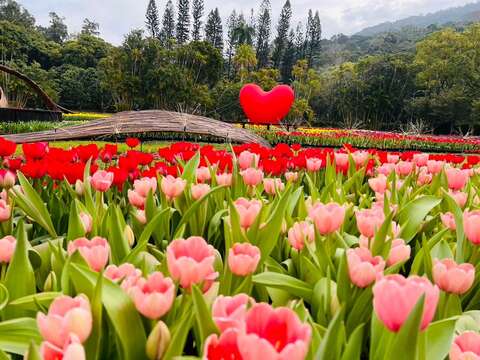 主題園區的鬱金香花海將散播滿滿的愛出去(圖片來源：臺北市政府工務局公園路燈工程管理處)