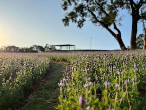 象徵浪漫的情人節代表花卉——薰衣草，在三層崎公園綻放，交織成一片夢幻花草山。(圖片來源：臺北市政府工務局公園路燈工程管理處)