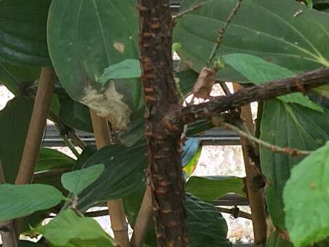 山櫻花上明顯的皮孔構造(圖片來源：臺北市政府工務局公園路燈工程管理處)
