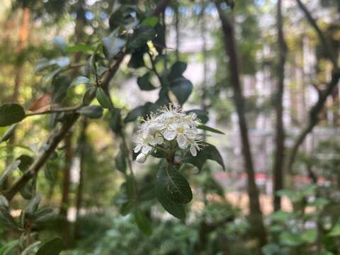 台東火刺木的花(圖片來源：臺北市政府工務局公園路燈工程管理處)