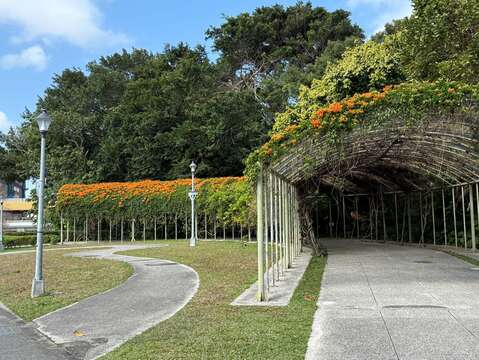 圓山捷運站出口處，就可以看到喜氣的炮仗花瀑美景。(圖片來源：臺北市政府工務局公園路燈工程管理處)