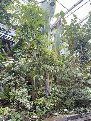 旅人蕉位於臺北典藏植物園亞熱帶植物區。(圖片來源：臺北市政府工務局公園路燈工程管理處)
