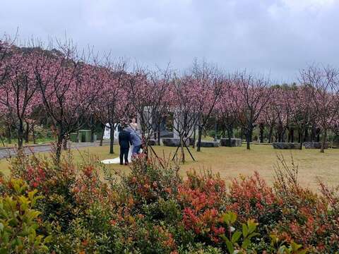 昭和櫻花也在這個時節綻放(圖片來源：臺北市政府工務局公園路燈工程管理處)