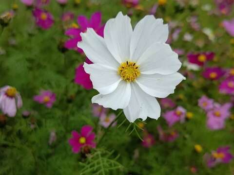 山水綠生態公園的波斯菊近照，花瓣細緻展現自然之美(圖片來源：臺北市政府環境保護局)