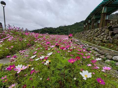 山水綠生態公園的波斯菊隨風搖曳，為園區增添淡雅的自然風情(圖片來源：臺北市政府環境保護局)