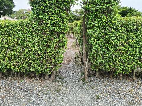 (圖片來源：臺北市政府工務局公園路燈工程管理處)