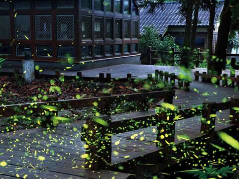 台灣各地都有黃緣螢的復育計畫（圖／達志影像提供）。