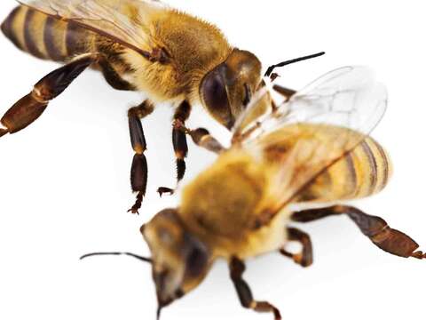 多數蔬菜和水果都仰賴蜜蜂授粉才能存活，蜜蜂滅絕將為人類帶來浩劫。