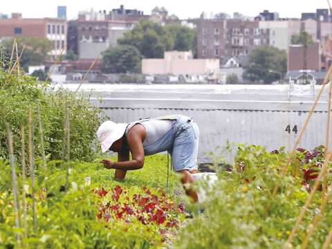 從布魯克林農莊開始發酵，紐約目前有700多座都市農園。（圖／路透社提供）