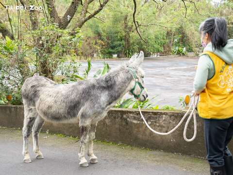 迷你馬和家驢散步可以促進活動量，也進行跟隨和減敏訓練(圖片來源：臺北市立動物園)