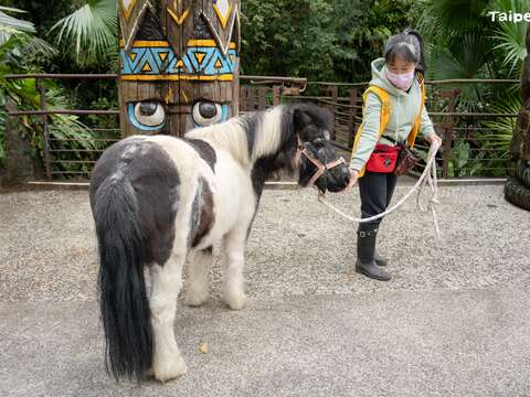 兒童動物區、主軸步道、作業道路都有可能是迷你馬的散步路線，全看牠的心情(圖片來源：臺北市立動物園)