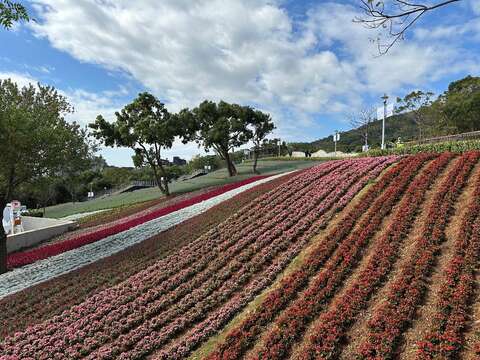 活動持續進行至3月31日的「三層崎花海」(圖片來源：臺北市政府工務局公園路燈工程管理處)