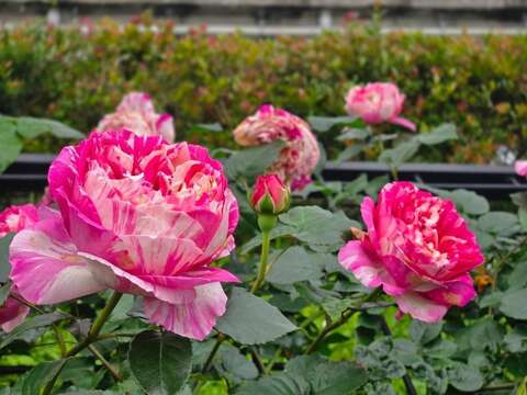 朵朵玫瑰綻放，點亮浪漫時刻(圖片來源：臺北市政府工務局公園路燈工程管理處)