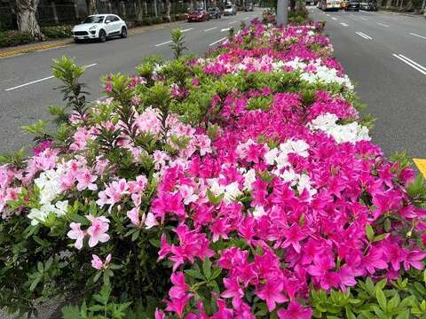 臺北市多處街道正迎來杜鵑花開高峰(拍攝於新生南路3段)(圖片來源：臺北市政府工務局公園路燈工程管理處)