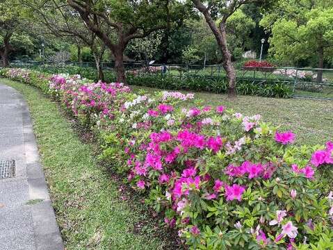 臺北市多處街道正迎來杜鵑花開高峰(拍攝於圓山公園名人館)(圖片來源：臺北市政府工務局公園路燈工程管理處)