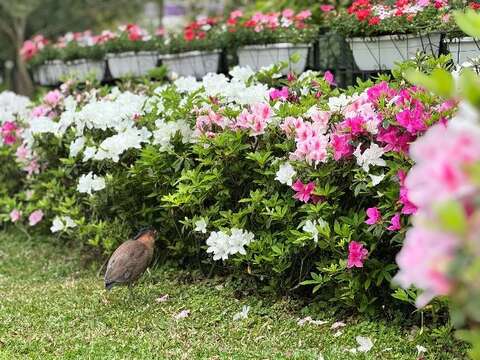 臺北市公園街道正迎來杜鵑花開高峰(拍攝於大安森林公園)(圖片來源：臺北市政府工務局公園路燈工程管理處)