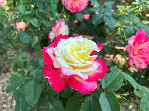「雙喜」為奶油白花瓣邊緣泛紅，香氣濃郁撲鼻(圖片來源：臺北市政府工務局公園路燈工程管理處)