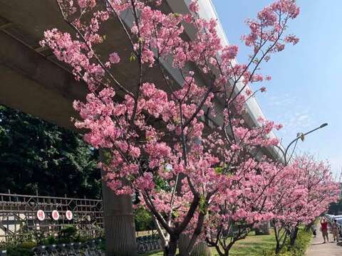 劍潭國小對面 富士櫻盛開(圖片來源：臺北市政府工務局公園路燈工程管理處)