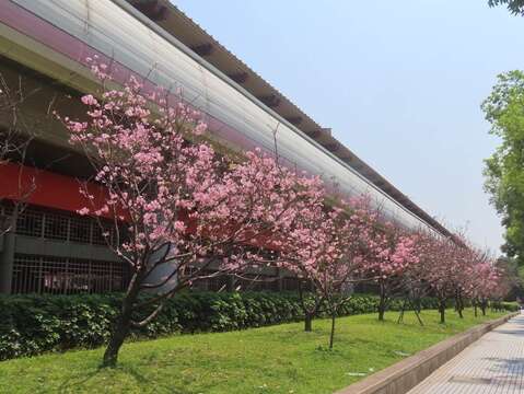 北投石牌站體富士櫻盛開。(圖片來源：臺北市政府工務局公園路燈工程管理處)