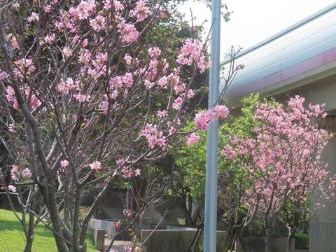 北投線形公園富士櫻盛開(圖片來源：臺北市政府工務局公園路燈工程管理處)