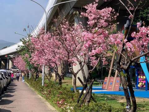 劍潭國小對面 富士櫻盛開，粉色花海美不勝收(圖片來源：臺北市政府工務局公園路燈工程管理處)