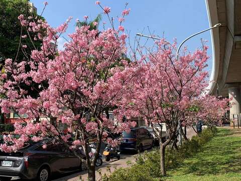劍潭國小對面 富士櫻盛放，為街道增添浪漫氣息(圖片來源：臺北市政府工務局公園路燈工程管理處)