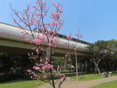 搭捷運到北投線形公園賞櫻(圖片來源：臺北市政府工務局公園路燈工程管理處)