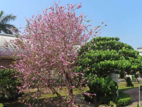 東華橋北側線形公園羊蹄甲助陣春日粉紅熱潮。(圖片來源：臺北市政府工務局公園路燈工程管理處)