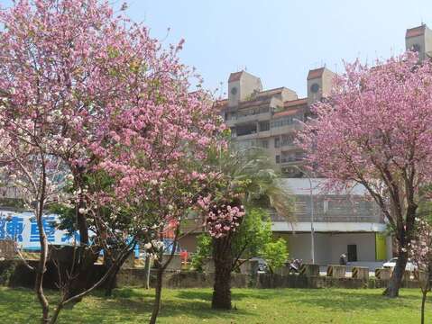 芝山站北側線形公園羊蹄甲助陣春日櫻花粉紅熱潮。(圖片來源：臺北市政府工務局公園路燈工程管理處)