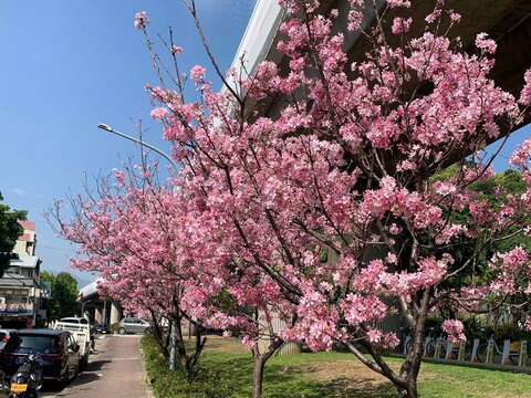 劍潭國小對面 富士櫻(圖片來源：臺北市政府工務局公園路燈工程管理處)