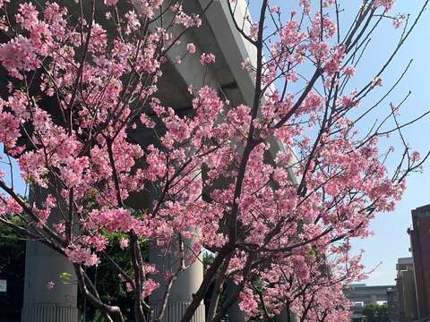 劍潭國小對面 富士櫻近景(圖片來源：臺北市政府工務局公園路燈工程管理處)