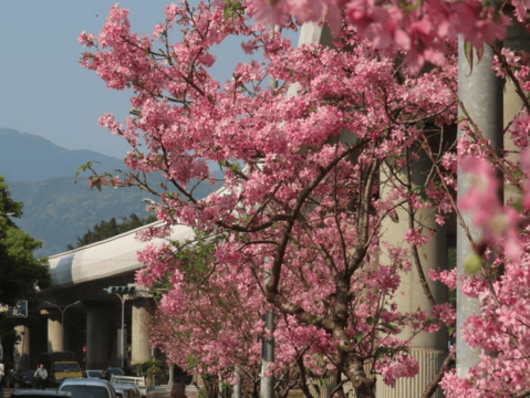 士林區劍潭國小對面捷運線形公園富士櫻燦爛映照遠山。(圖片來源：臺北市政府工務局公園路燈工程管理處)