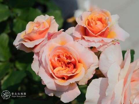 維爾西尼（Versigny）橙色至粉色，淺杯花型，中香(圖片來源：臺北市政府工務局公園路燈工程管理處)