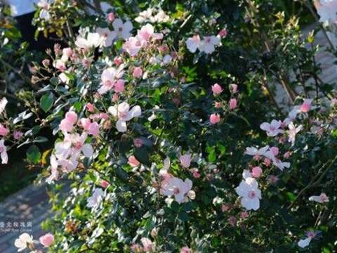 粉紅莎可琳娜 （Pink Sakurina）為單瓣平開型，與玫瑰多為重瓣的既定印象有所不同。(圖片來源：臺北市政府工務局公園路燈工程管理處)