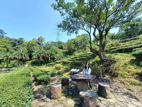 園區內的茶園風光及小憩場所(圖片來源：臺北市政府工務局大地工程處)