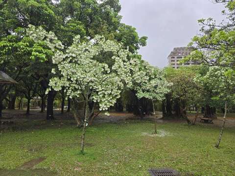 大安森林公園流蘇花開(圖片來源：臺北市政府工務局公園路燈工程管理處)