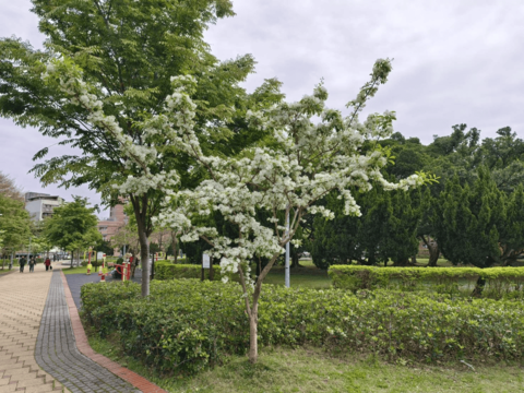 美崙公園流蘇開花了(圖片來源：臺北市政府工務局公園路燈工程管理處)