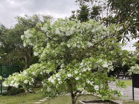 南港公園流蘇花開, 潔白如雪(圖片來源：臺北市政府工務局公園路燈工程管理處)