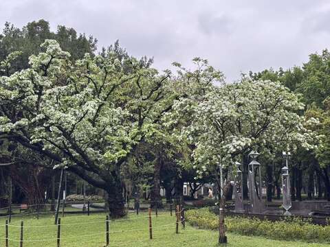 228公園流蘇花開(圖片來源：臺北市政府工務局公園路燈工程管理處)