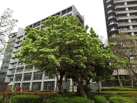 振興公園流蘇很大氣(圖片來源：臺北市政府工務局公園路燈工程管理處)