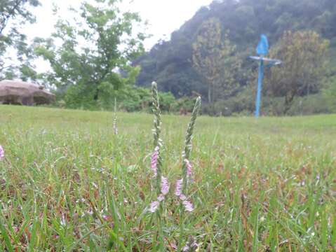 臺北市環保局南港山水綠生態公園綬草綻放(圖片來源：臺北市政府環境保護局)