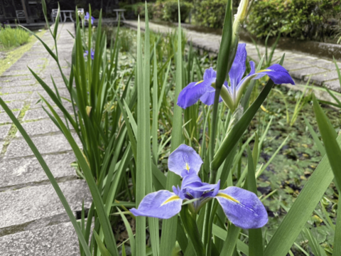 水生池旁，鳶尾花盛開，綻放出優雅與力量兼具的美感。(圖片來源：臺北市政府工務局公園路燈工程管理處)