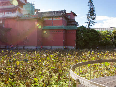 綠意盎然的台北植物園是過去年輕人談情說愛的樂園。（施純泰攝）