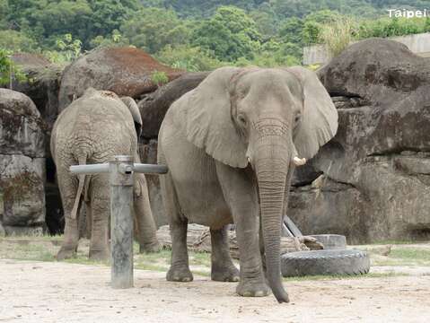 動物園在4月22日舉辦闖關活動，響應世界地球日(圖片來源：臺北市立動物園)