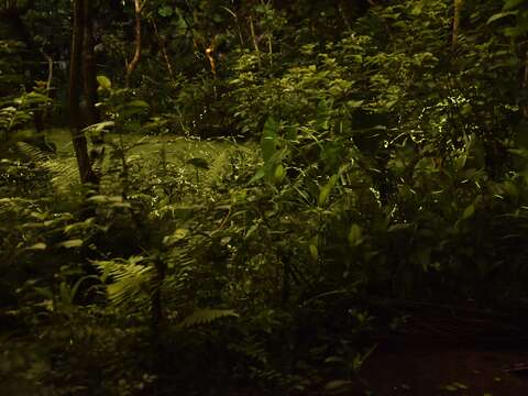 螢火蟲螢光熠熠 (113年盛況)(圖片來源：臺北市政府工務局公園路燈工程管理處)