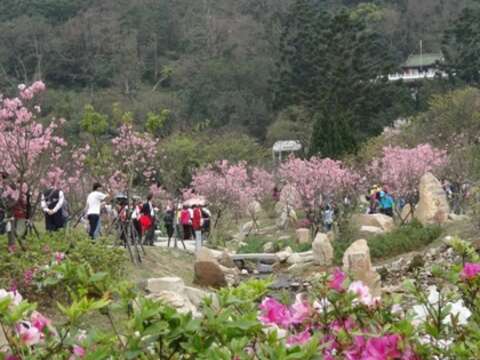 2017 Festival de las Flores de Yangmingshan