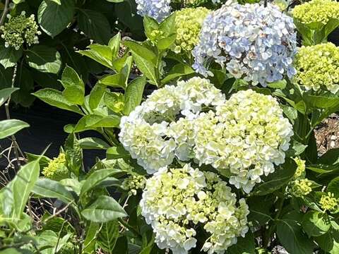 繡球花花色漸層多變(圖片來源：臺北市政府工務局大地工程處)