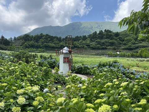 逐漸綻放的花海(圖片來源：臺北市政府工務局大地工程處)